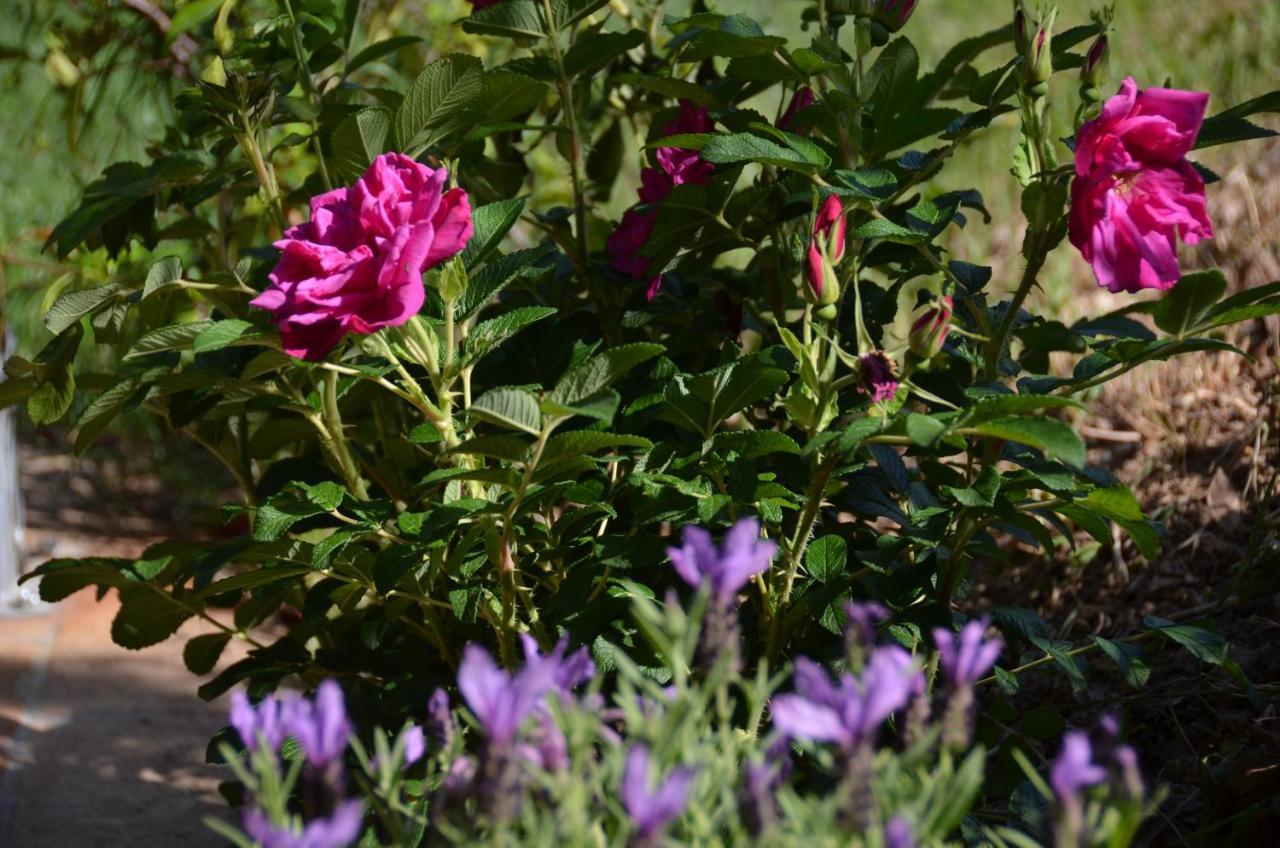 Il Venaio Bed & Breakfast Massa Marittima Dış mekan fotoğraf